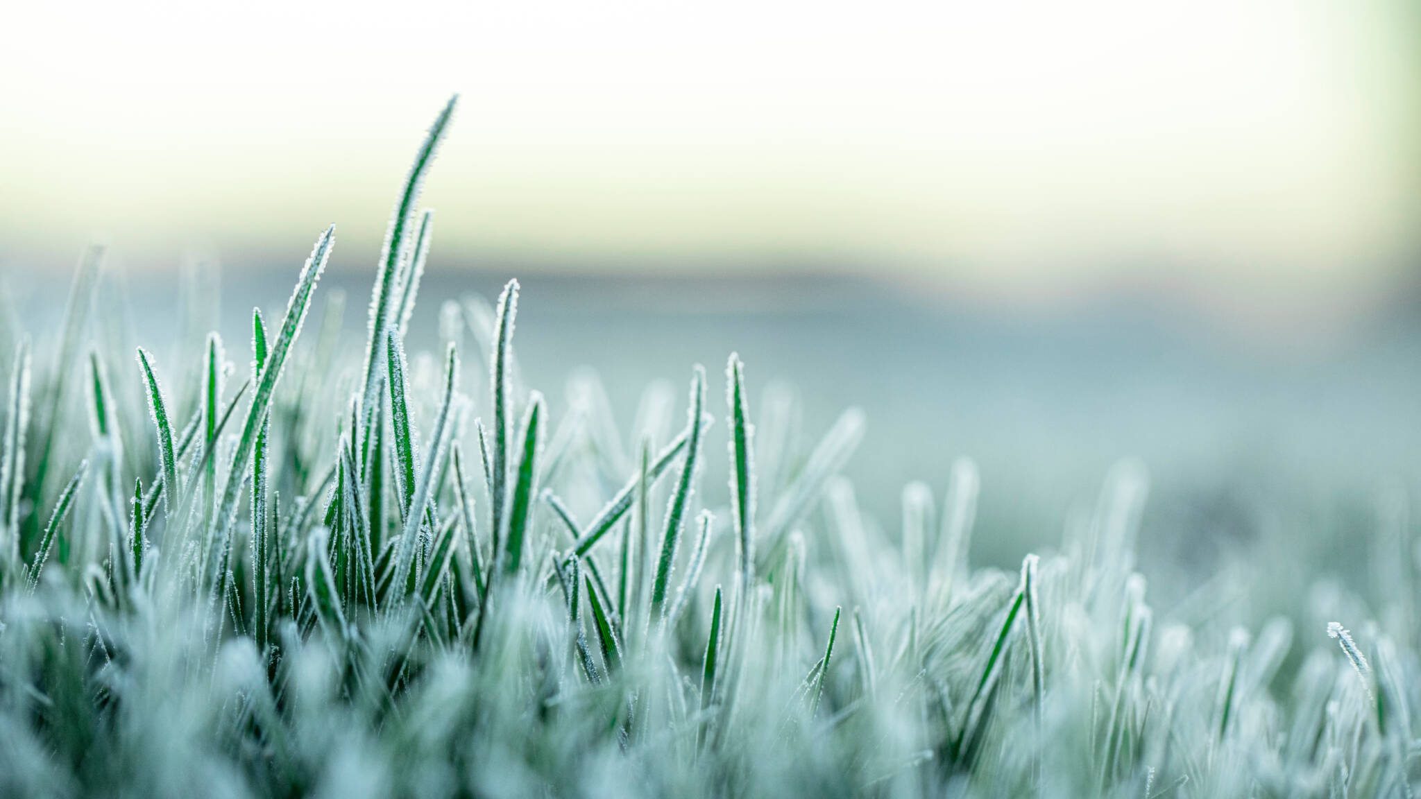 Fresh Green Lawn Grass In Hoarfrost At Dawn Fresh Green Lawn Grass In Hoarfrost At Dawn